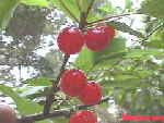 cerises de Montmorency